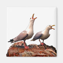 Catcalling Gulls Magnet