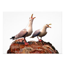 Catcalling Gulls Personalised Announcements
