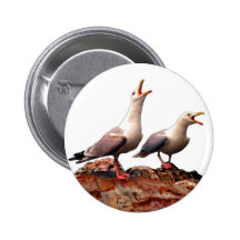 Catcalling Gulls Pinback Buttons