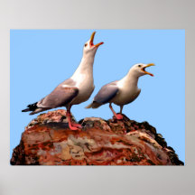 Catcalling Gulls Posters