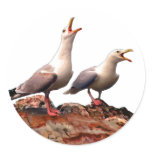 Catcalling Gulls