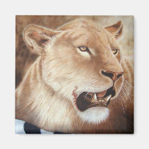 Catching her breath - Lioness Magnet