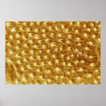 Caterpillar - skin poster