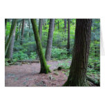 cathedral pines cards