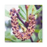 Catkins 1 Magnet