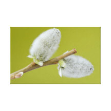 Catkins canvas print