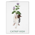 Catnip high greeting cards