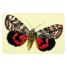 (Catocala elocata Vinyl Magnet