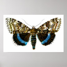 Catocala fraxini print