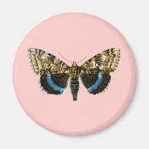 Catocala fraxini refrigerator magnets