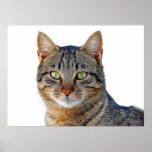 CATS6 posters