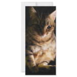 Cats 055 rack cards