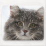 cats_and_snow15 snowfall pets animals furry cat mouse pads