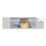 cats_and_snow7 bumper sticker
