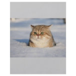 cats_and_snow7 flyers