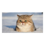 cats_and_snow7 photo cards
