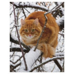 cats_and_snow_ (14) flyers