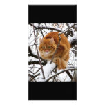 cats_and_snow_ (14) photo cards