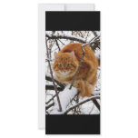 cats_and_snow_ (14) rack cards