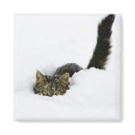 cats_and_snow_ (4) magnets