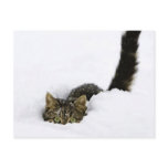 cats_and_snow_ (4) postcards