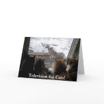 Cats and Squirrel cards