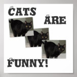 CATS ARE FUNNY! POSTER