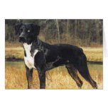 Cats Cradle Catahoula cards