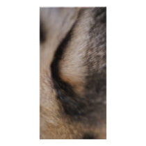 Cat's Eye
