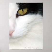 Cats Eye Print