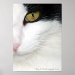 Cats Eye Poster posters