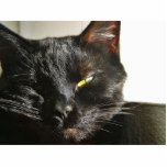 Cats Eyes Furry Whiskers Black Photo Cut Outs