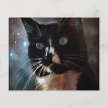 Cats in space full color flyer