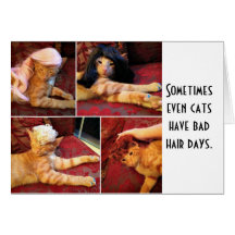 Cats in wigs (blank inside) card