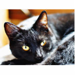 Cats Kitties Kitty Photo Cut Outs