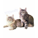 CATS Ladies T-Shirt PURRsonality
