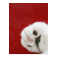 Cat's paw postcards