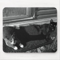 Cats Photography Mouse Pad