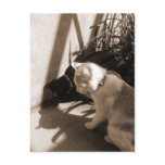 Cats' Playtime Post Cards