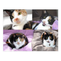 Cats Postcards