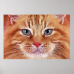 CATS posters