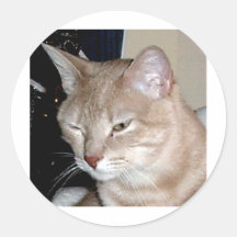 CATS ROUND STICKERS