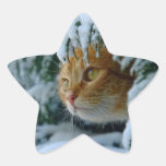 cats, snow, tabby, pets, animals, adorable, fluffy stickers