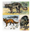 Cats: three t-shirts