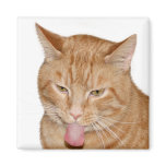 Cats tongue magnets