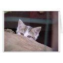 catshy cards