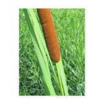 Cattail in swamp postcards