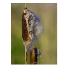 Cattail Post Cards