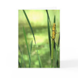 Cattails at the Pond cards
