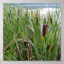 Cattails by Lake Poster